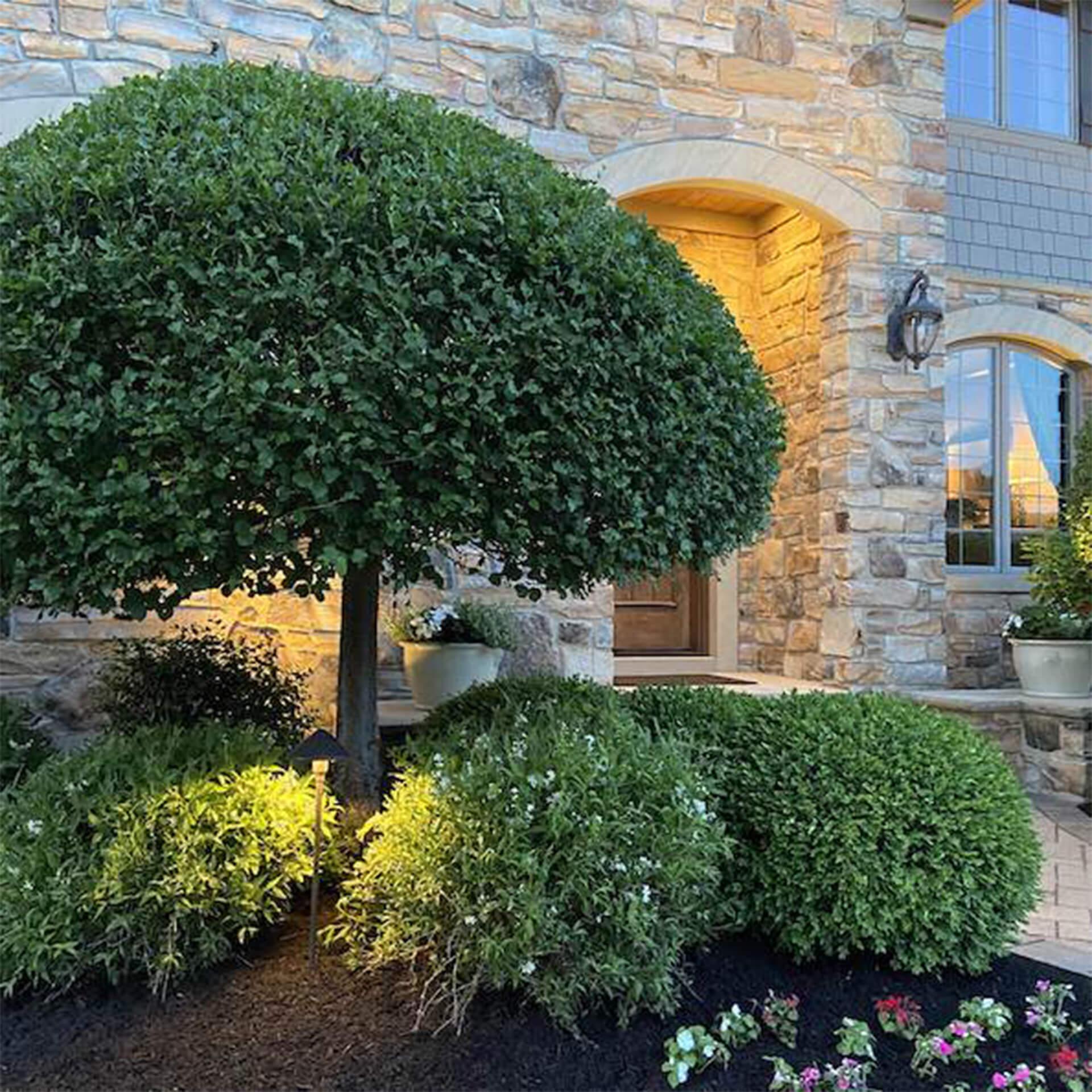 Exterior view of home at dusk, shrubs and greenery lit with exterior lighting.